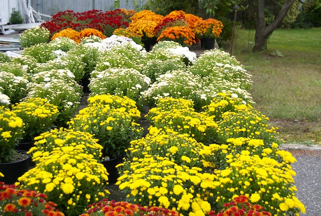 Homeside Florist