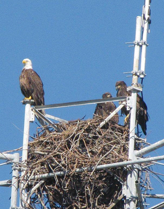 Eagles have bounced back since the ban on the use of DDT proved so effective, and they're now off the endangered species list.