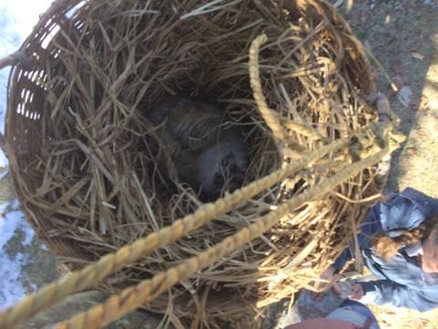 The owl in his manmade nest. (Credit: Gillian Wood Pultz)