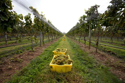 Long Island Wine Country Harvest Season