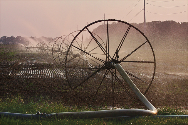 BARBARAELLEN KOCH PHOTOA farmfield being irrigated on Herricks Lane in Jamesport Monday evening. Farmer John Kujawski said that they had just fumigated it and needed to irrigate it because it has been so dry- it will help the potato crop next year.