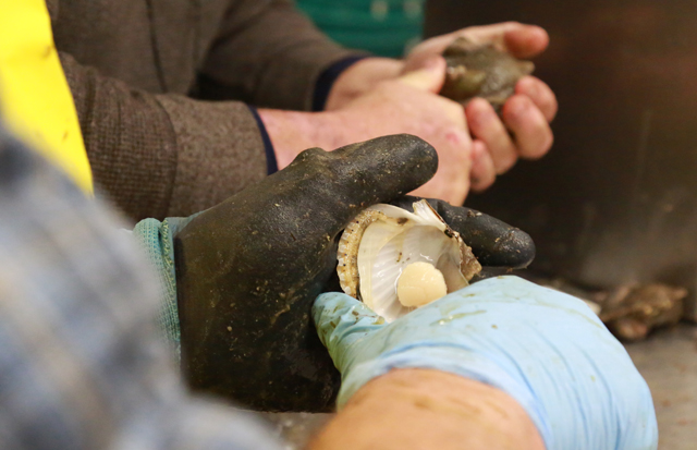 Workers shuck Peconic Bay scallops at Southold Fish Market Monday. (Credit: Krysten Massa)