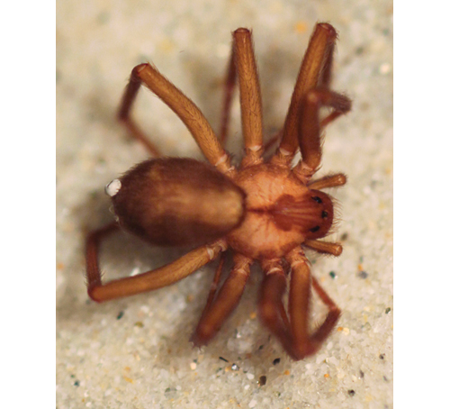 RecluseSpider