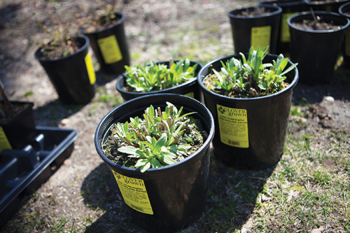 Experts say native plants like these New England asters are preferred for rain gardens. (Credit: Katharine Schroeder, file)