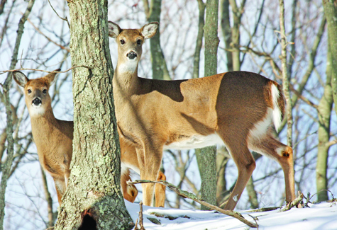 Deer on the East End. (Credit: James Colligan)