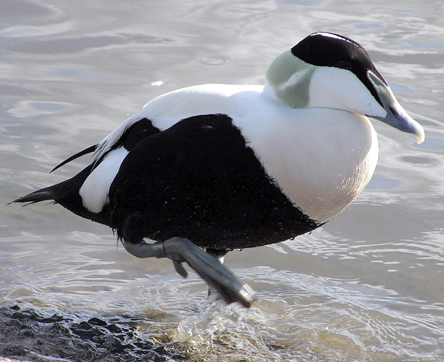 T1006_Plum_Eider_C.jpg