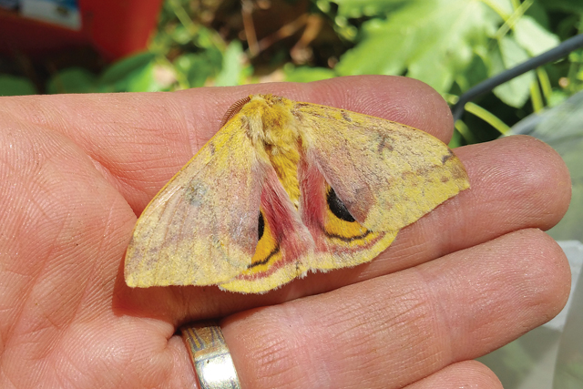 T1006_Plum_moth_C.jpg