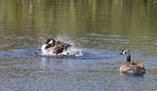 Canada geese