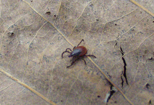 DANIEL GILREIN COURTESY PHOTO | A female deer tick.